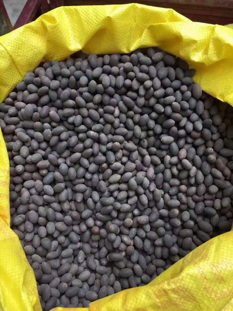 The method of planting the seed of sleeping lotus