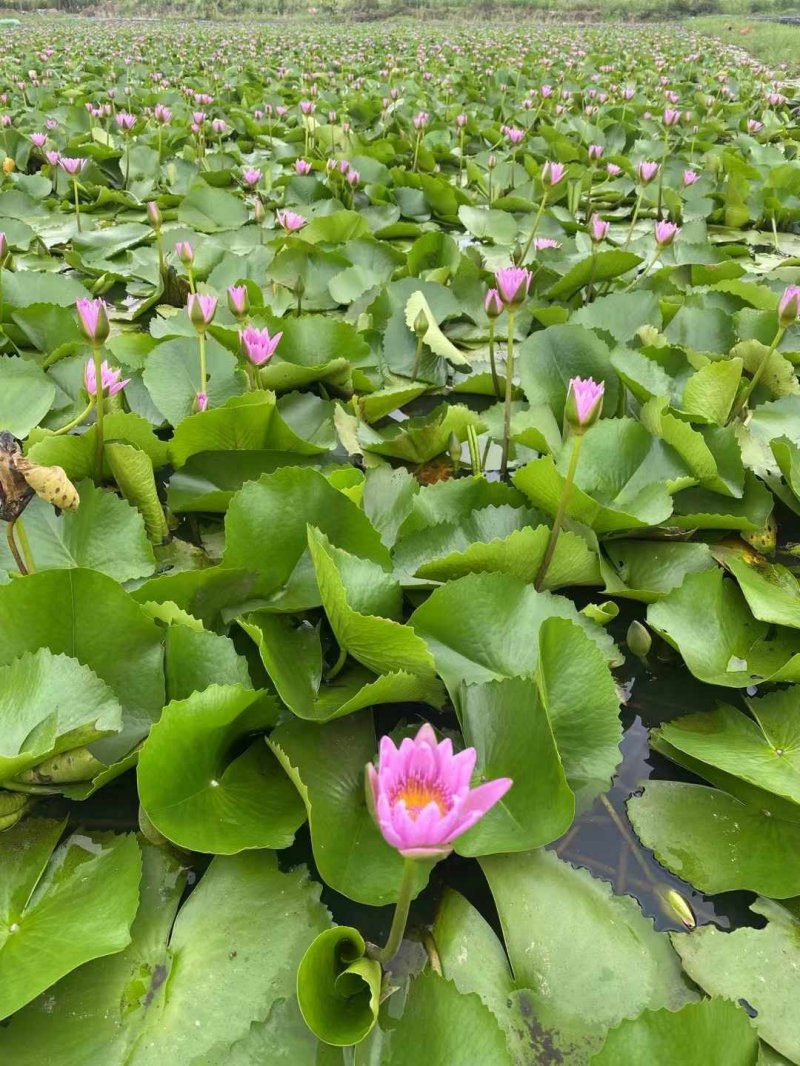 The method of planting the seed of sleeping lotus