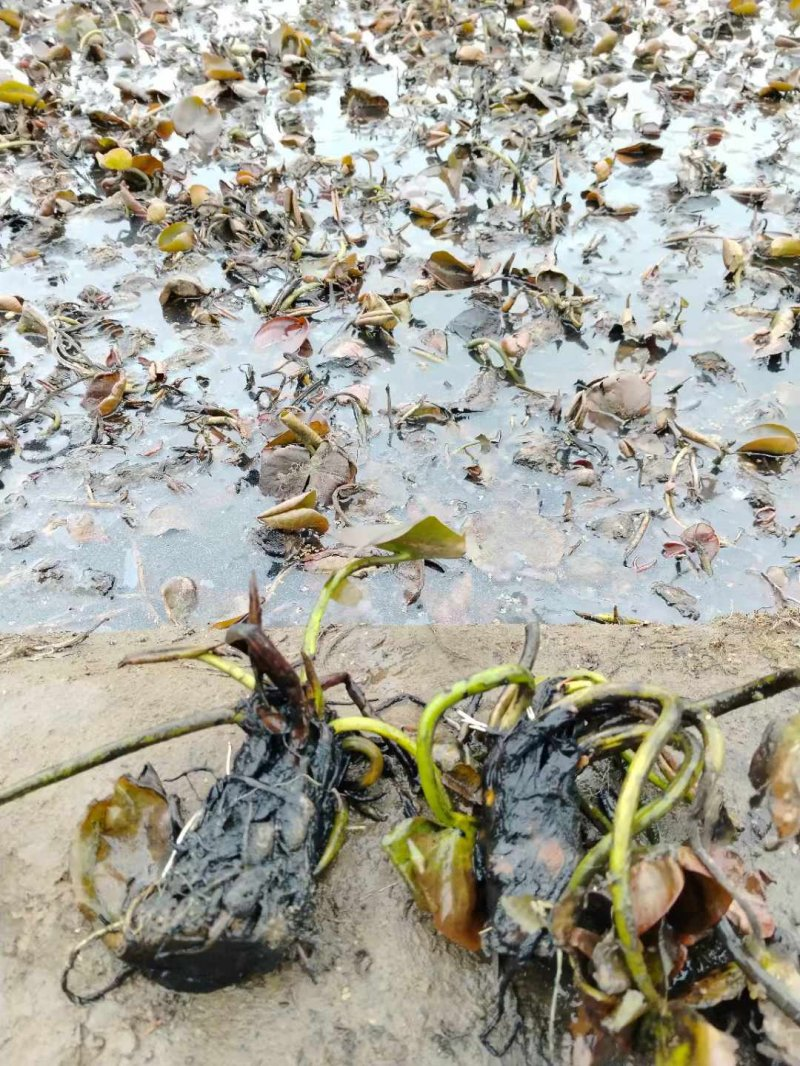 The method of planting the seed of sleeping lotus