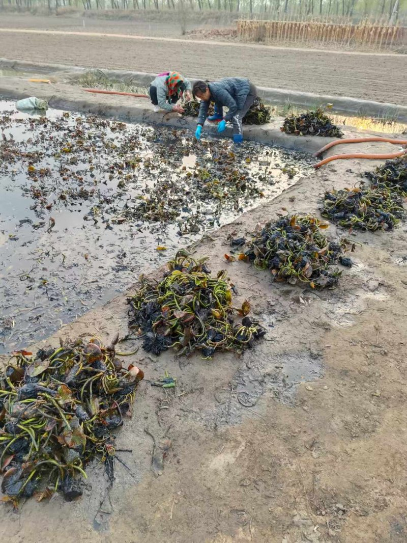 The method of planting the seed of sleeping lotus