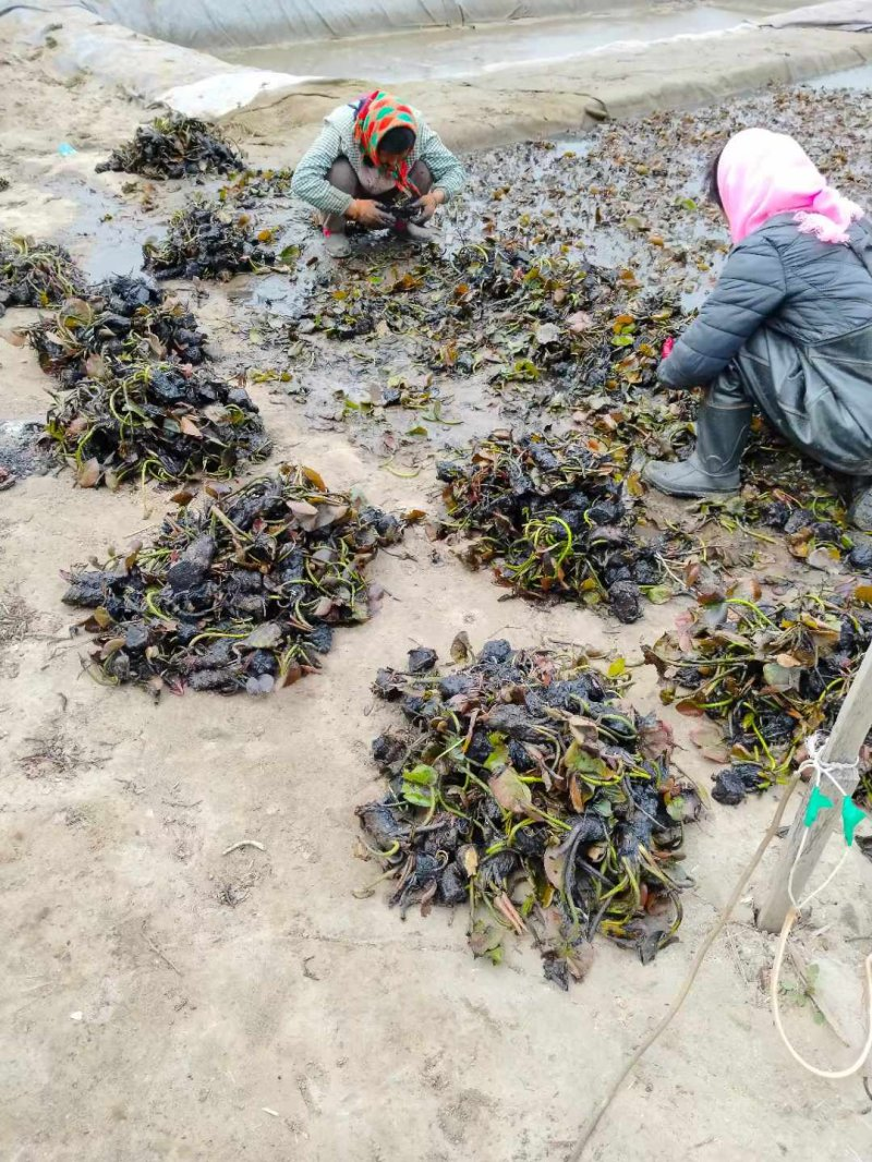 The method of planting the seed of sleeping lotus