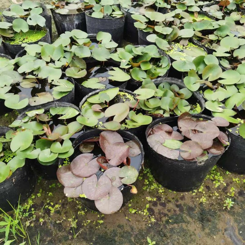 The method of planting the seed of sleeping lotus