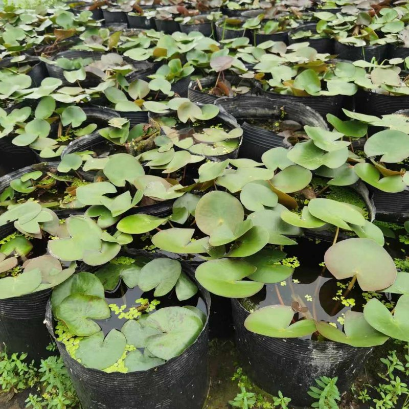 The method of planting the seed of sleeping lotus