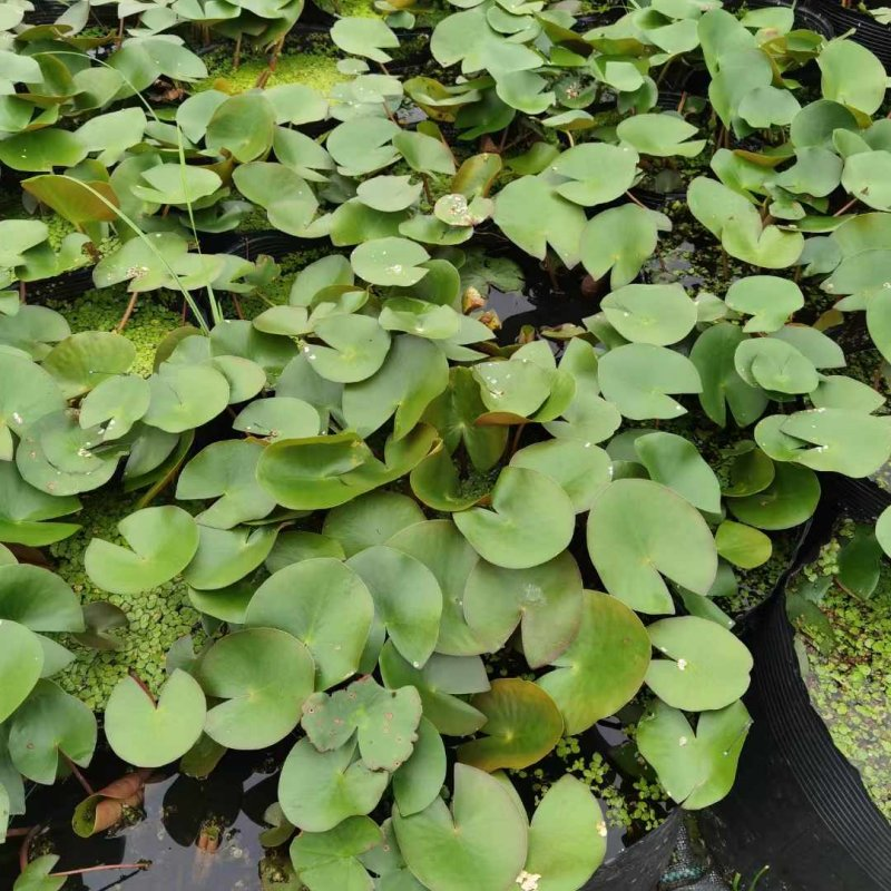 The method of planting the seed of sleeping lotus