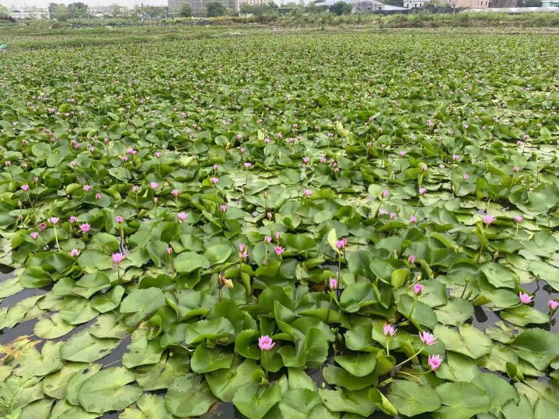 The method of planting the seed of sleeping lotus