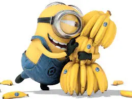 Banana cultivation technology video