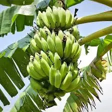 Banana cultivation technology video