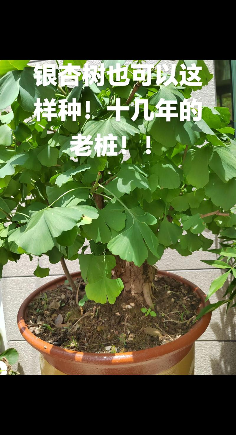 Method of planting seed seeds in red maple pelvis