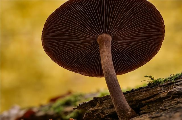 Video on technology for the cultivation of yunnan bug grass