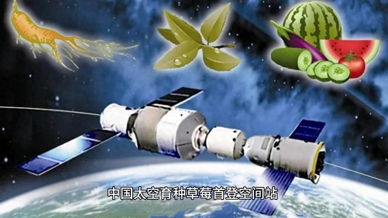 莲藕种植技术马航客机40