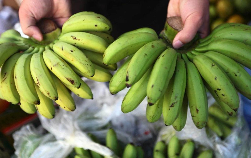 Banana cultivation technology video
