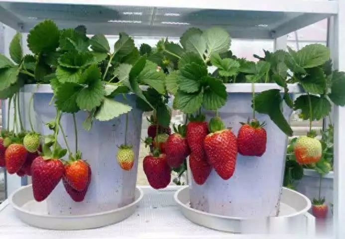 What kind of fruit can the shed grow