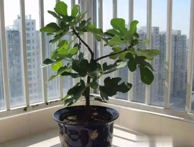 What kind of fruit can the shed grow