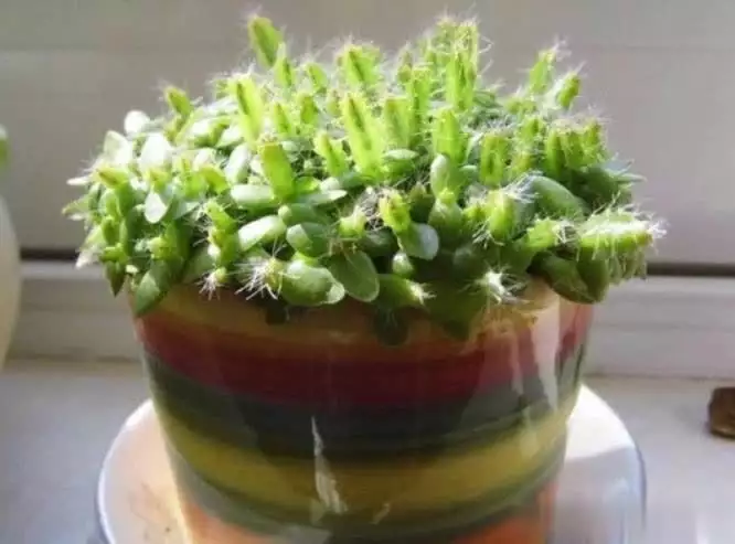 What kind of fruit can the shed grow