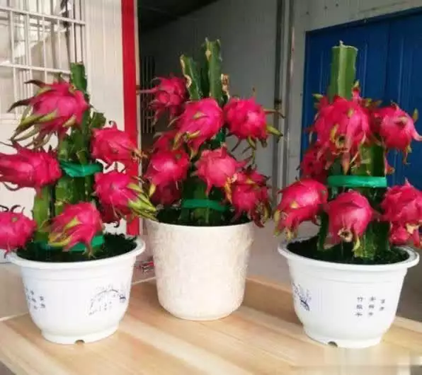 What kind of fruit can the shed grow