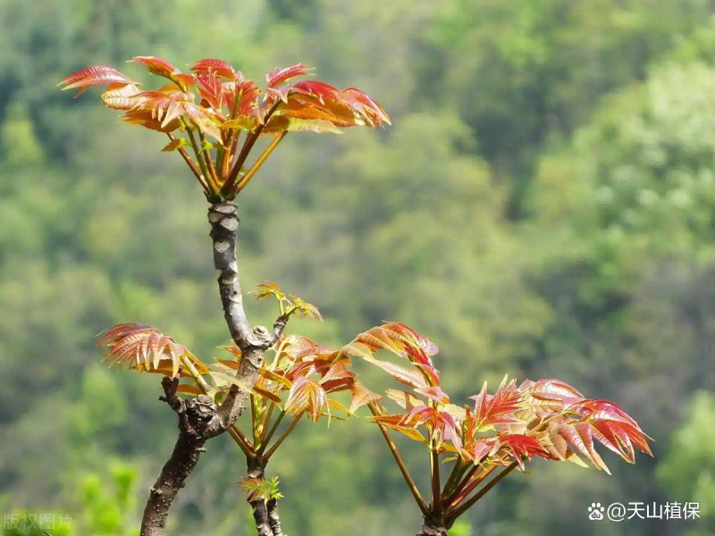 Plantation techniques