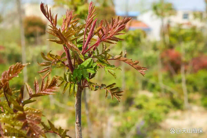 Plantation techniques