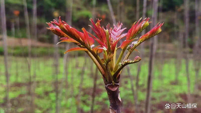 Plantation techniques