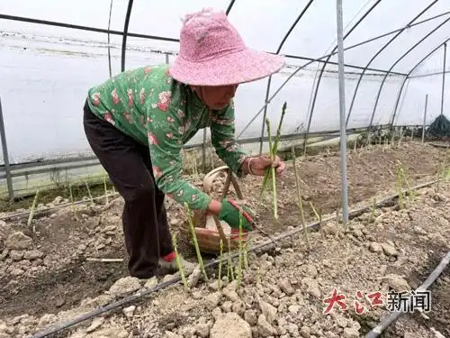 Oda pelican planting techniques