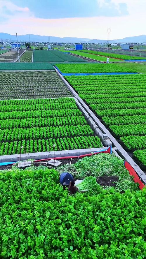 夏季大棚黄瓜种植技术