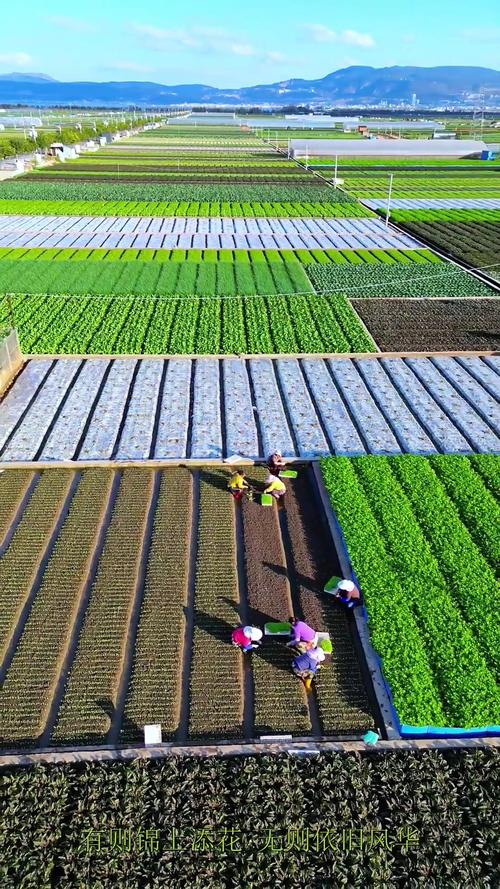 夏季大棚黄瓜种植技术