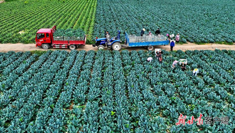 夏季大棚黄瓜种植技术