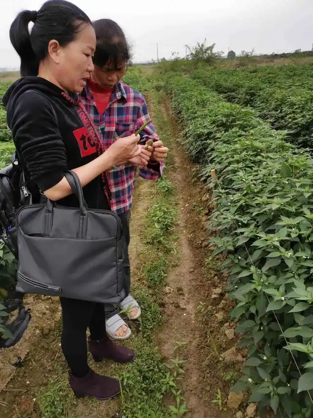 “死磕”朝天椒12年！她带领农民打通致富路
