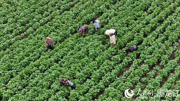 紫苏的种植方法