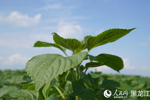 紫苏的种植方法