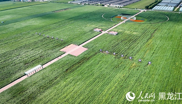 紫苏的种植方法