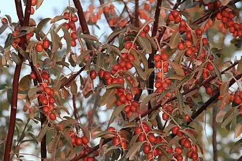 Sandfruit tree cultivation