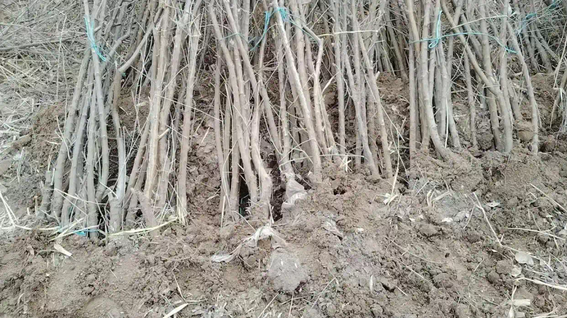 Sandfruit tree cultivation