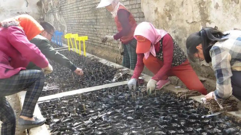 Sandfruit tree cultivation