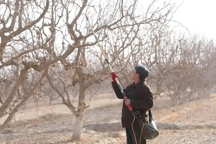 Sandfruit tree cultivation