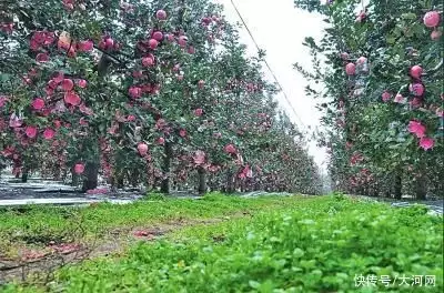 大棚可以种植什么水果