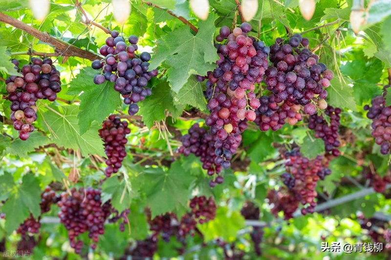 适应大棚种植的新品种果树