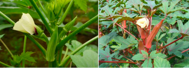 北方黄秋葵的种植方法