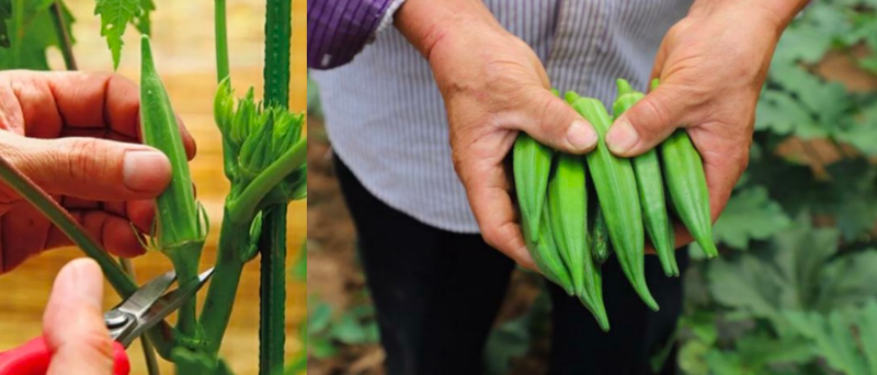 北方黄秋葵的种植方法