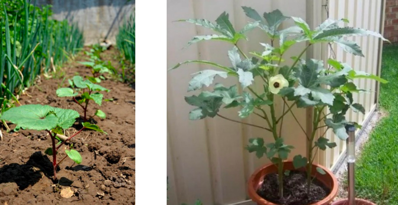 北方黄秋葵的种植方法