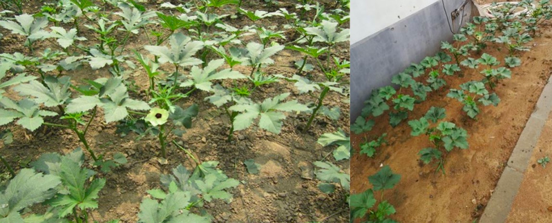 北方黄秋葵的种植方法