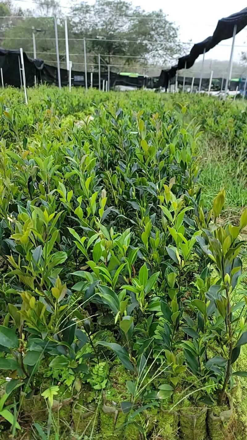 海南山茶油树种植技术