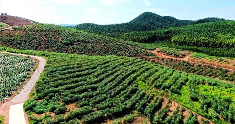 海南山茶油树种植技术