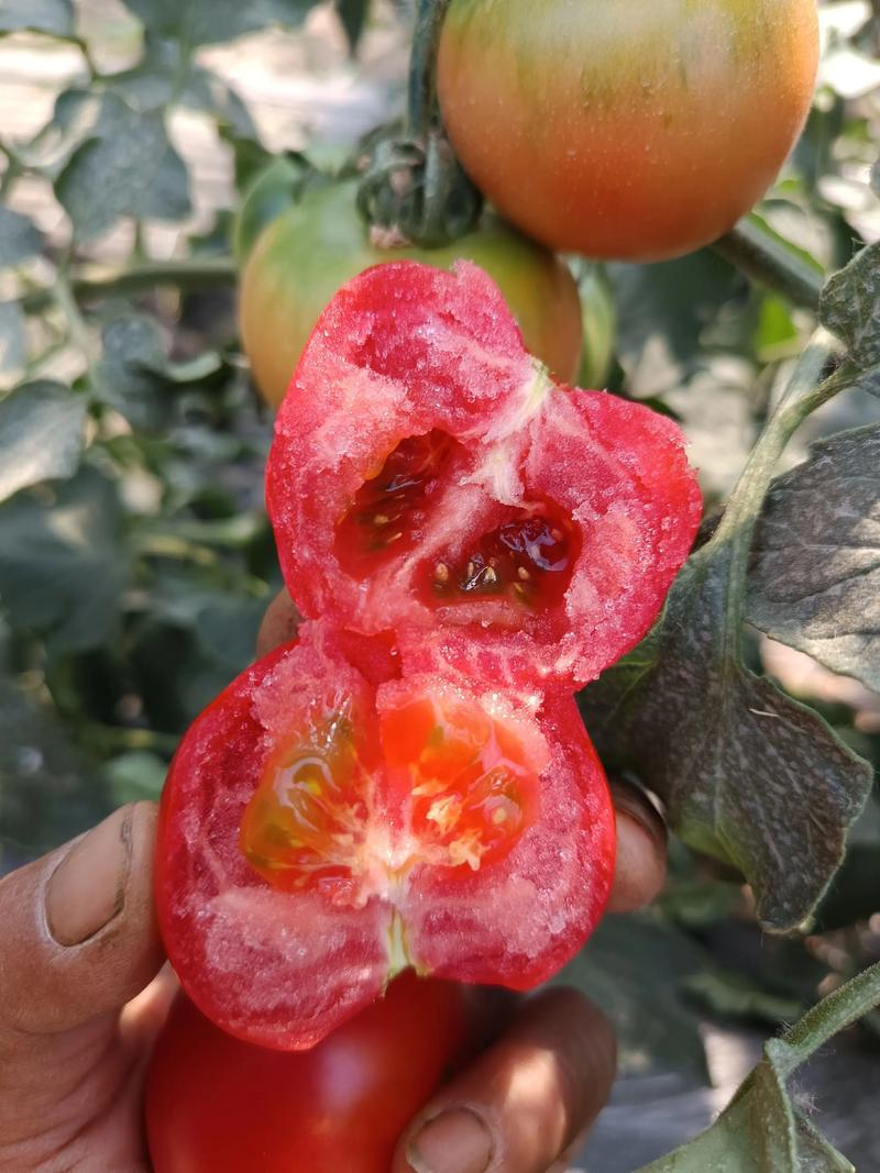 Summer shed cucumber cultivation techniques