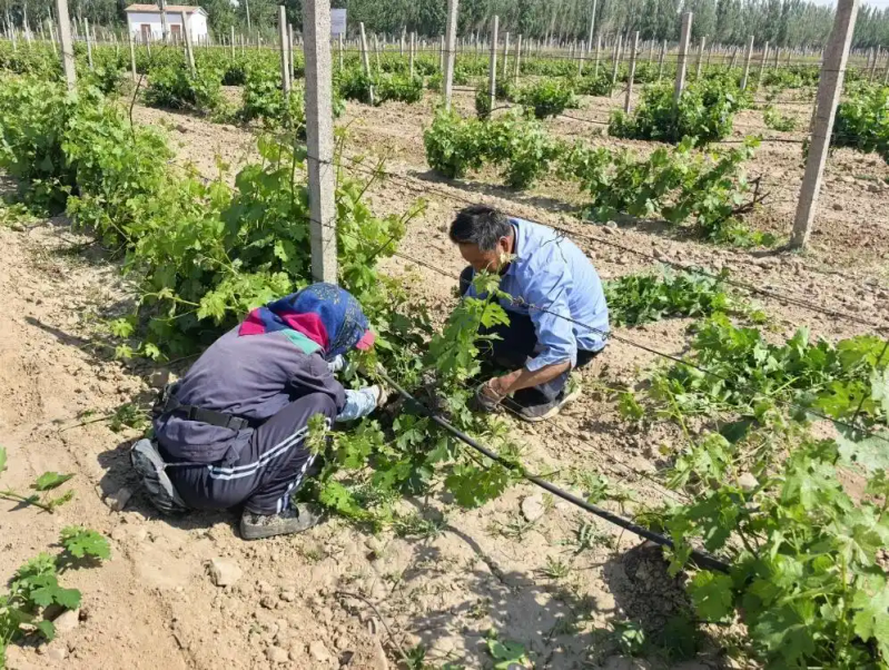北方葡萄种植技术视频