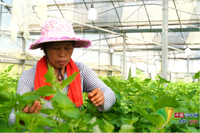 紫苏的种植方法