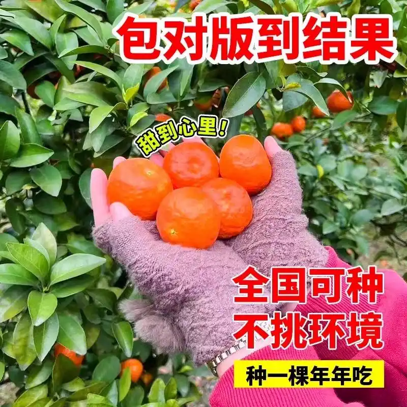 沙果树种植
