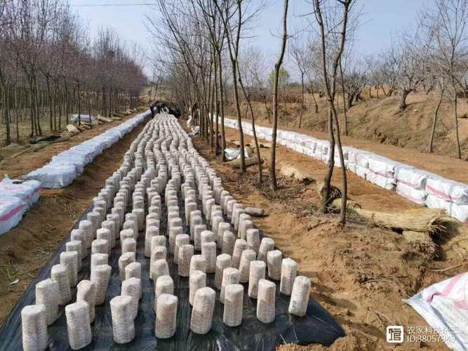 黑木耳田园化栽培技术要点