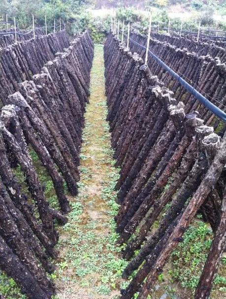 Wood farming techniques