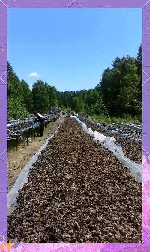 Wood farming techniques