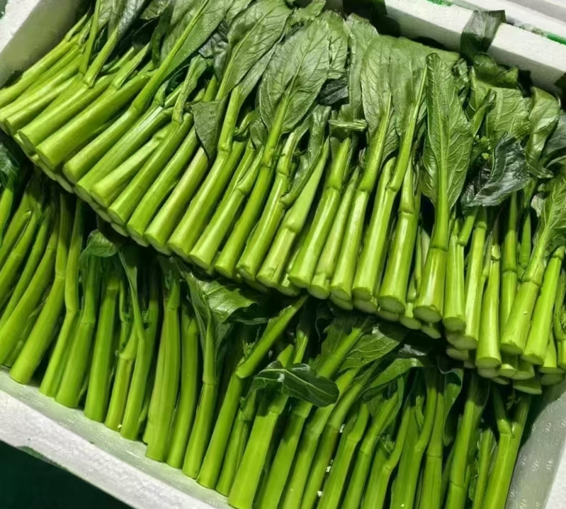 Blue root planting technology video